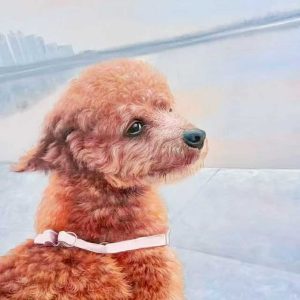 Pet Portraits